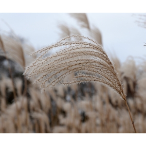 Miscanthus sp.