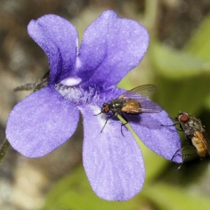 Photographie n°1099193 du taxon Pinguicula longifolia subsp. caussensis Casper [1962]