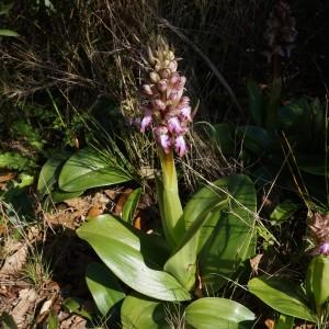 Photographie n°1099781 du taxon Himantoglossum robertianum (Loisel.) P.Delforge [1999]