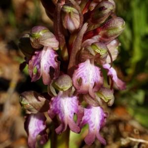 Photographie n°1099782 du taxon Himantoglossum robertianum (Loisel.) P.Delforge [1999]