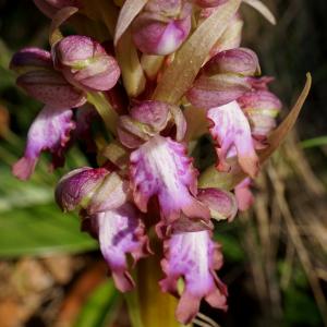 Photographie n°1099783 du taxon Himantoglossum robertianum (Loisel.) P.Delforge [1999]