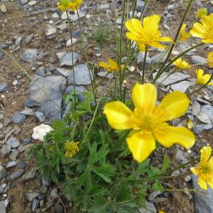 Photographie n°1099943 du taxon Ranunculus aduncus Gren. [1847]