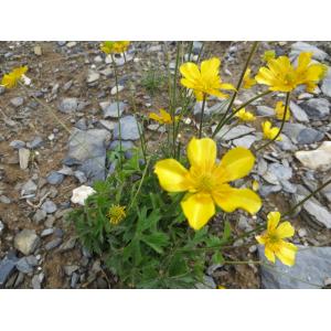 Ranunculus hornschuchii subsp. aduncus (Gren.) O.Schwarz (Renoncule à carpelles crochus)