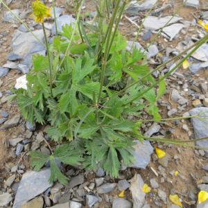 Photographie n°1099945 du taxon Ranunculus aduncus Gren. [1847]