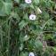  Liliane Roubaudi - Ipomoea carnea Jacq.