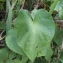  Liliane Roubaudi - Ipomoea carnea Jacq.