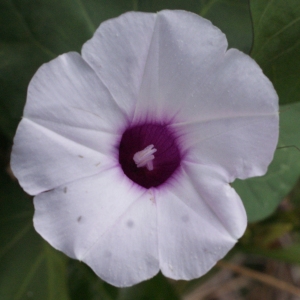 Photographie n°1100504 du taxon Ipomoea carnea Jacq.