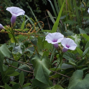 Photographie n°1100511 du taxon Ipomoea carnea Jacq.