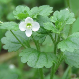 Photographie n°1100515 du taxon Veronica cymbalaria Bodard [1798]