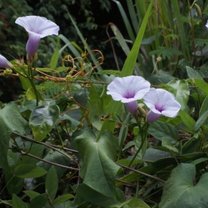 Photographie n°1100516 du taxon Ipomoea carnea Jacq.