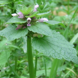 Photographie n°1100518 du taxon Lamium purpureum L. [1753]