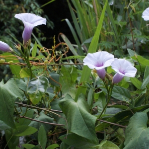 Photographie n°1100520 du taxon Ipomoea carnea Jacq.