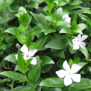 Photographie n°1100521 du taxon Vinca difformis Pourr. [1788]