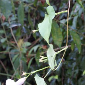 Photographie n°1100526 du taxon Ipomoea carnea Jacq.