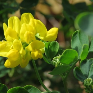 Photographie n°1100548 du taxon Coronilla valentina L. [1753]