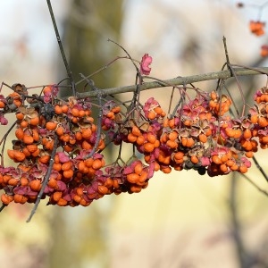 Photographie n°1100885 du taxon Euonymus europaeus L. [1753]