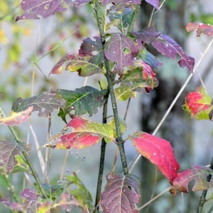 Photographie n°1100886 du taxon Euonymus europaeus L. [1753]