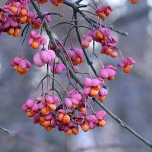 Photographie n°1100887 du taxon Euonymus europaeus L. [1753]