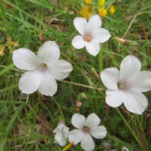 Linum appressum Caball. (Lin à feuilles de soude)