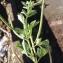  Liliane Roubaudi - Cleome viscosa L.