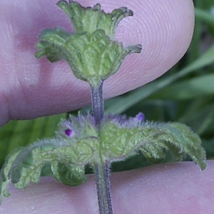 Photographie n°1102827 du taxon Lamium amplexicaule L. [1753]