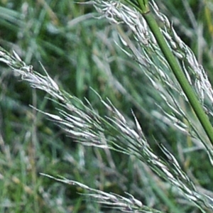 Oloptum miliaceum (L.) Röser & Hamasha (Faux Millet)