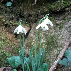 Photographie n°1103083 du taxon Galanthus nivalis L. [1753]