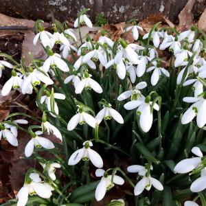 Photographie n°1103084 du taxon Galanthus nivalis L. [1753]