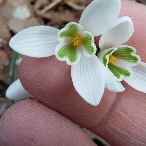 Photographie n°1103085 du taxon Galanthus nivalis L. [1753]