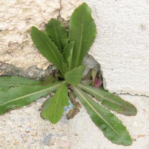 Photographie n°1103277 du taxon Lactuca serriola L. [1756]