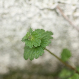 Photographie n°1103304 du taxon Lamium amplexicaule L.