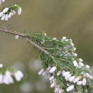 Photographie n°1103722 du taxon Erica lusitanica subsp. cantabrica  [2007]