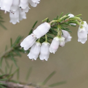 Erica lusitanica subsp. cantabrica 