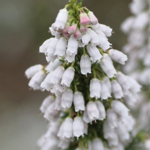  - Erica lusitanica subsp. cantabrica  [2007]