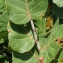  Liliane Roubaudi - Coccoloba uvifera (L.) L.