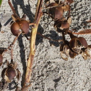 Photographie n°1103772 du taxon Ipomoea pes-caprae (C. Linnaeus) R. Brown