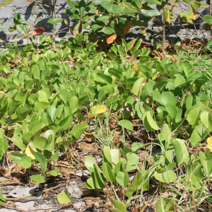 Photographie n°1103776 du taxon Ipomoea pes-caprae (C. Linnaeus) R. Brown