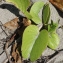  Liliane Roubaudi - Ipomoea pes-caprae (C. Linnaeus) R. Brown