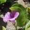  Liliane Roubaudi - Ipomoea pes-caprae (C. Linnaeus) R. Brown