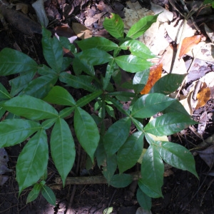 Zanthoxylum tragodes (L.) DC. (Amparher)