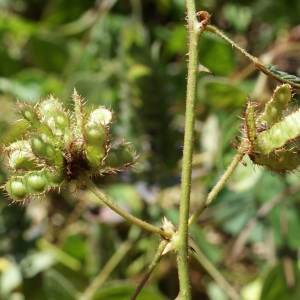 Photographie n°1104164 du taxon Mimosa pudica L.