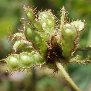 Photographie n°1104165 du taxon Mimosa pudica L.