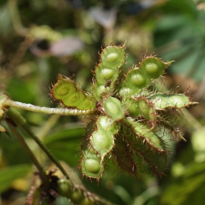 Photographie n°1104167 du taxon Mimosa pudica L.