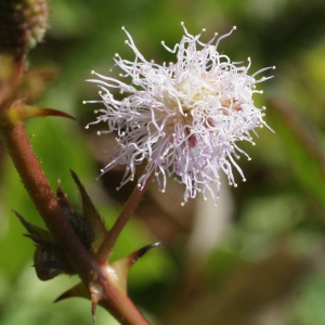 Photographie n°1104175 du taxon Mimosa pudica L.