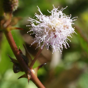 Photographie n°1104178 du taxon Mimosa pudica L.