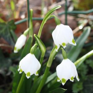 Photographie n°1104348 du taxon Leucojum vernum L. [1753]