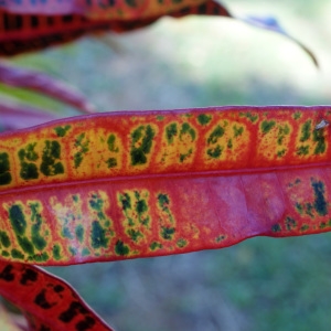 Photographie n°1105061 du taxon Codiaeum variegatum (L.) Rumph. ex A.Juss.