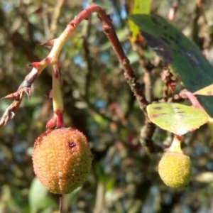 Photographie n°1105069 du taxon Arbutus unedo L. [1753]