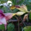  Liliane Roubaudi - Allamanda violacea Gardner & Fielding