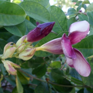 Photographie n°1105150 du taxon Allamanda violacea Gardner & Fielding